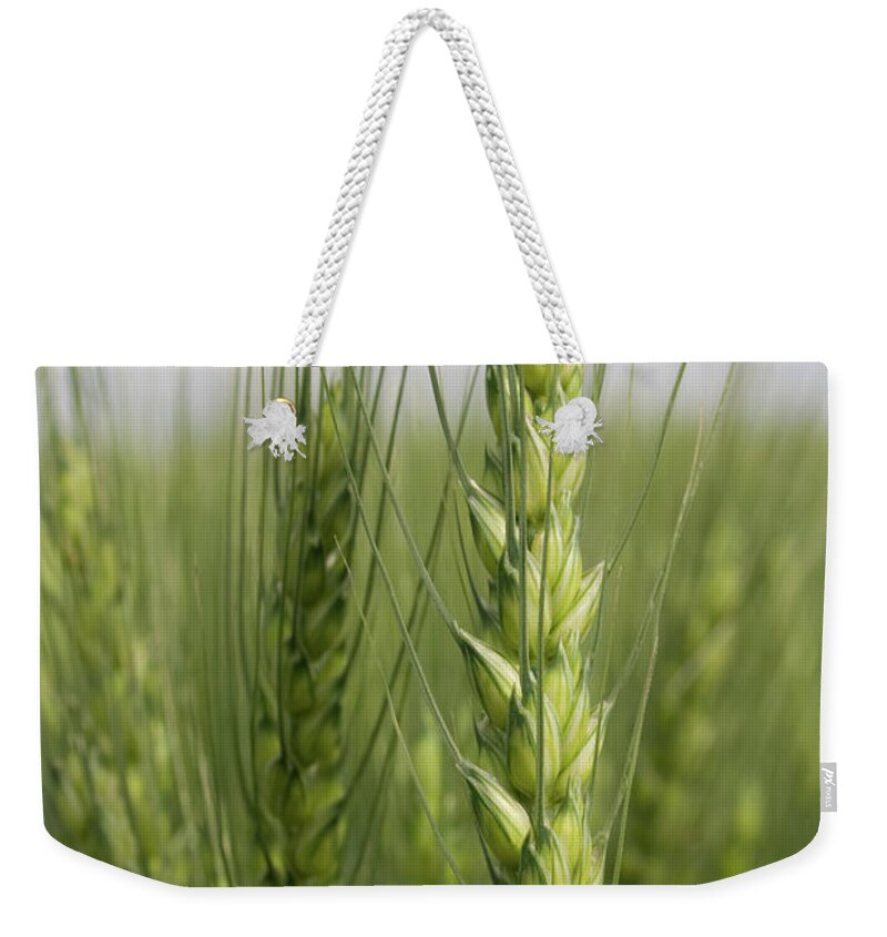 Intimate Bearded Wheat Weekender Tote Bag featuring the photograph Intimate Bearded Wheat by Dylan Punke