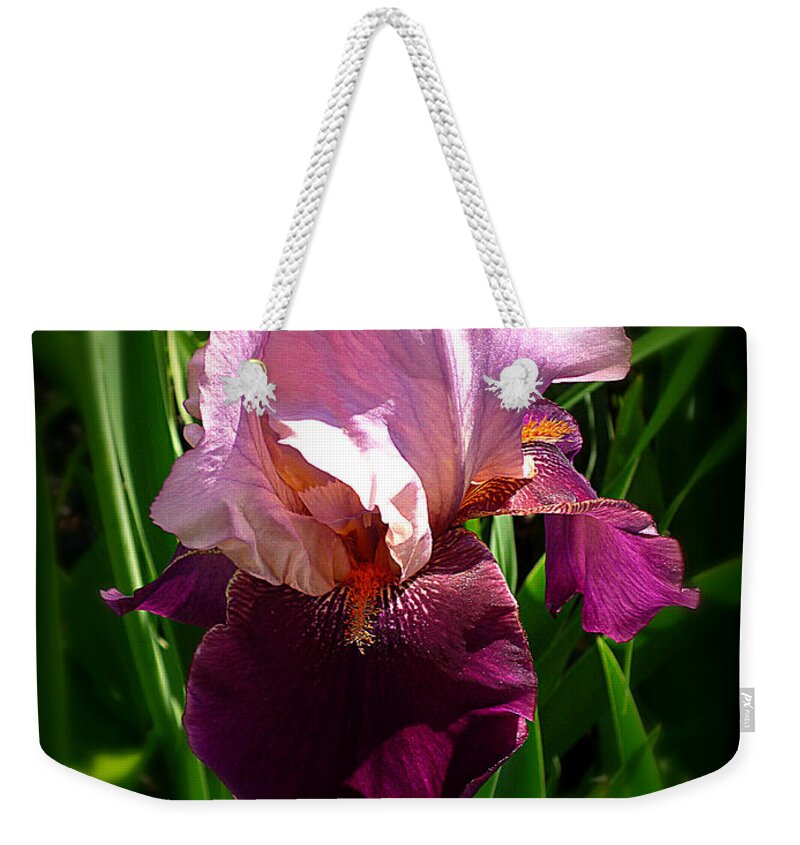 Pink Bearded Iris Weekender Tote Bag featuring the photograph Iris in Pink and Violet by Mike McBrayer