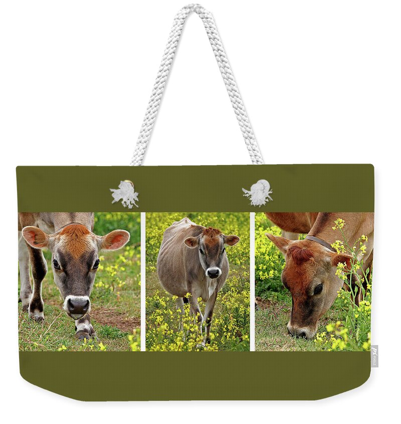Jersey Cow Weekender Tote Bag featuring the photograph Jersey Fields of Gold by Gill Billington