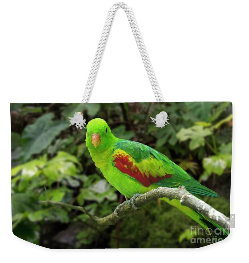 Jonquil Parrot Weekender Tote Bag featuring the photograph Jonquil Parrot by Arterra Picture Library