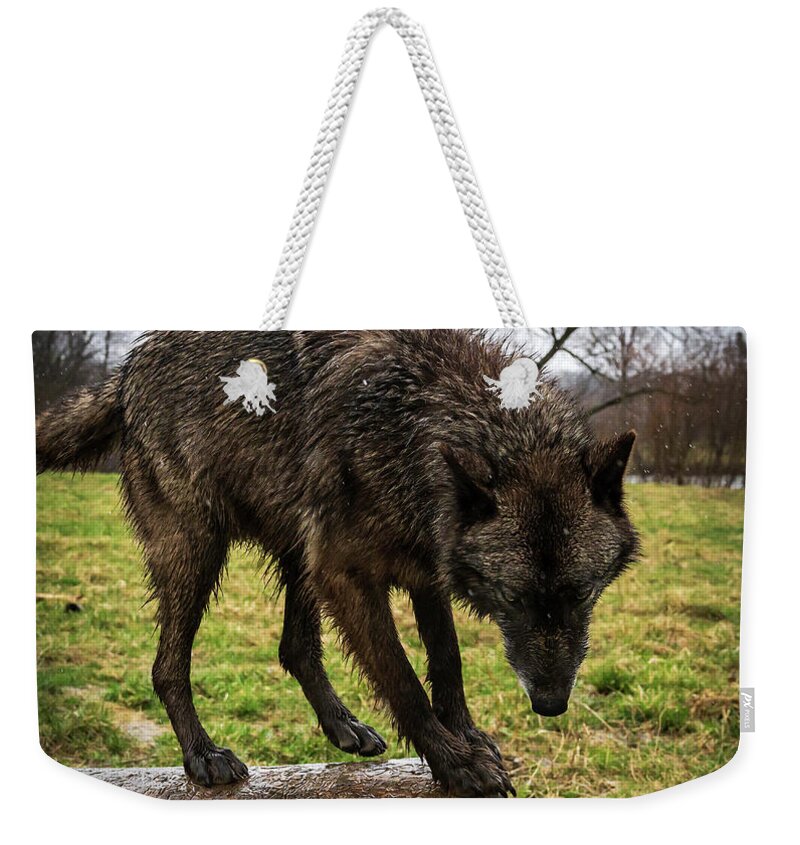 Wolves Wolf Weekender Tote Bag featuring the photograph Jump by Laura Hedien