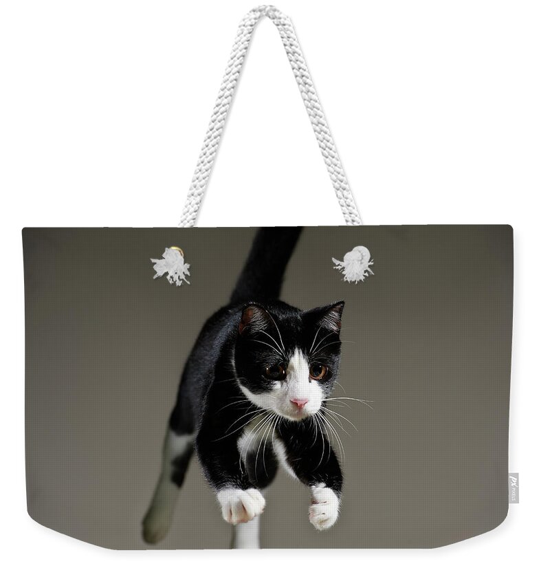 Pets Weekender Tote Bag featuring the photograph Jumping Tuxedo Cat by Akimasa Harada