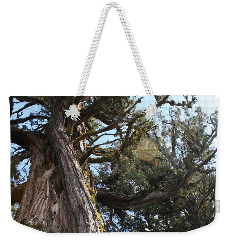 Juniper Flare Weekender Tote Bag featuring the photograph Juniper Flare by Dylan Punke