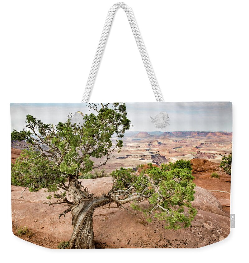 Canyonlands National Park Weekender Tote Bag featuring the photograph Juniper over the Canyon by Kyle Lee