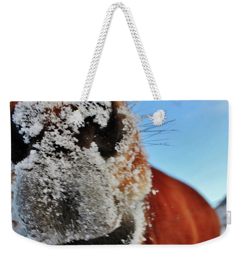 Horse Weekender Tote Bag featuring the photograph Just Saying Hi by Jaana-marja Rotinen