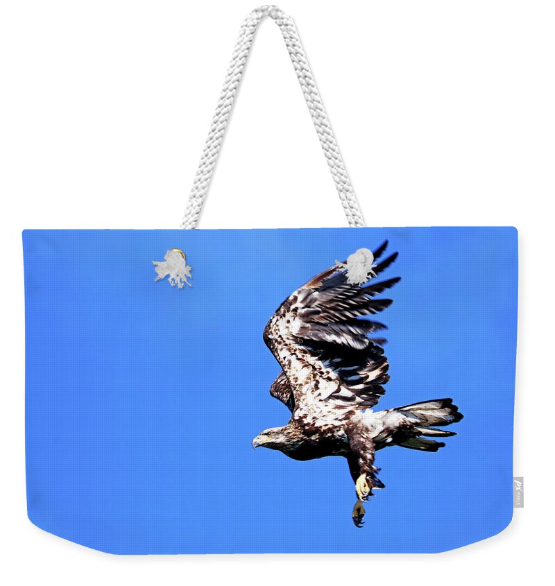 Eagle Weekender Tote Bag featuring the photograph Juvenile Bald Eagle Take Off by Debbie Oppermann