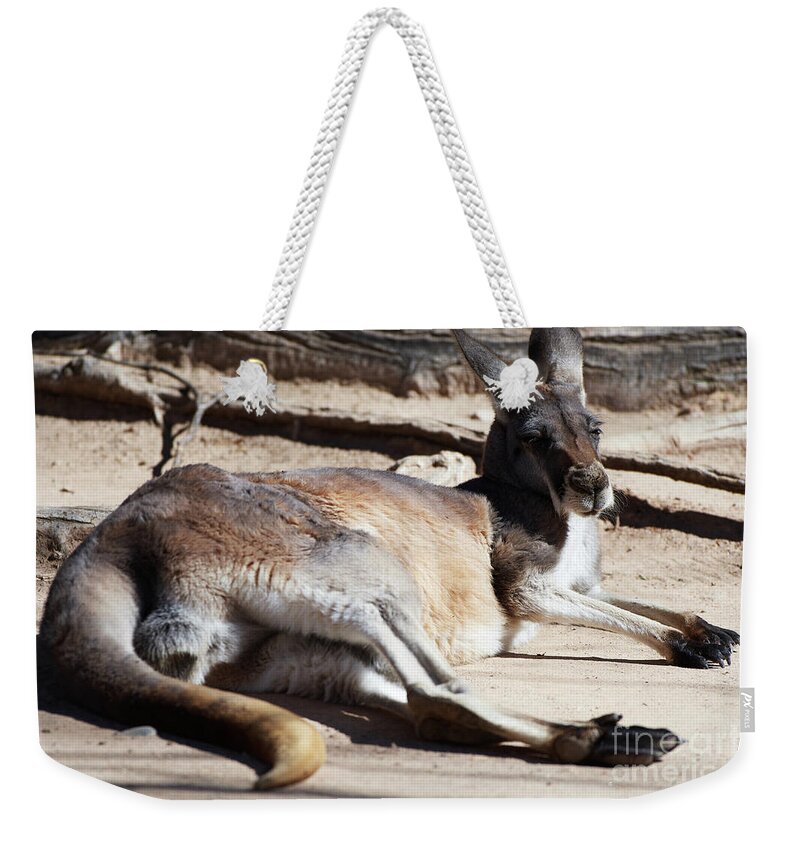 Kangaroo Weekender Tote Bag featuring the photograph Kangaroo by Robert WK Clark