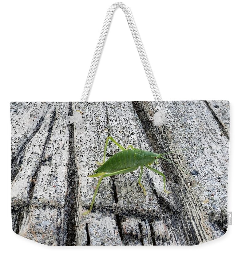 Insect Weekender Tote Bag featuring the photograph Katydid by Anita Adams