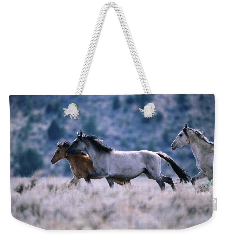 Horse Weekender Tote Bag featuring the photograph Kiger Mustang Wild Horses, United by Mark Newman