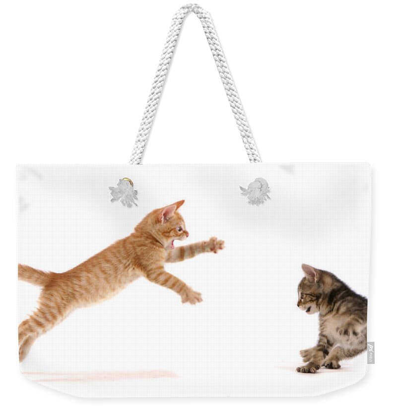 White Background Weekender Tote Bag featuring the photograph Kitten Attack by Spxchrome