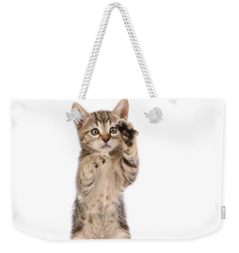 White Background Weekender Tote Bag featuring the photograph Kitten by Spxchrome