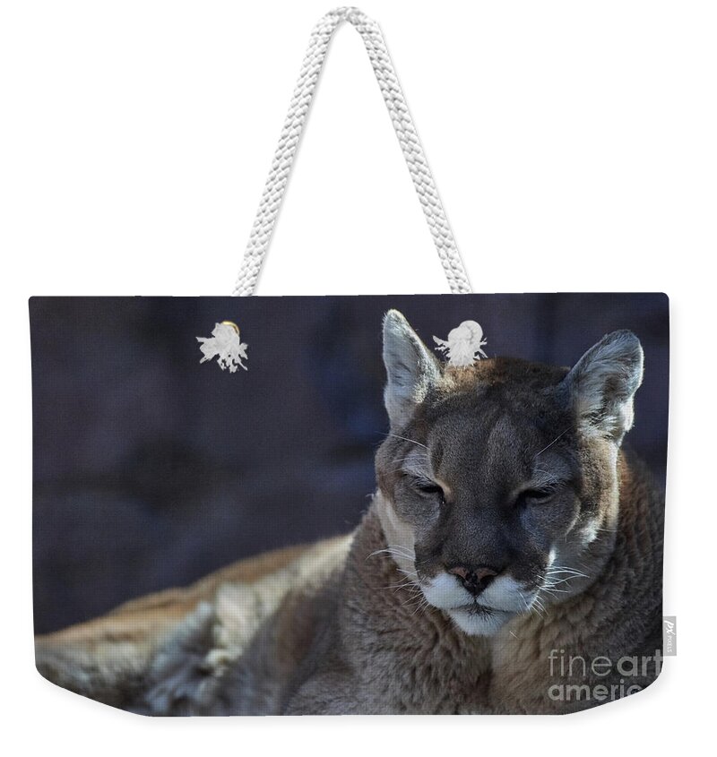 Cat Weekender Tote Bag featuring the photograph Kitty At Rest by Robert WK Clark