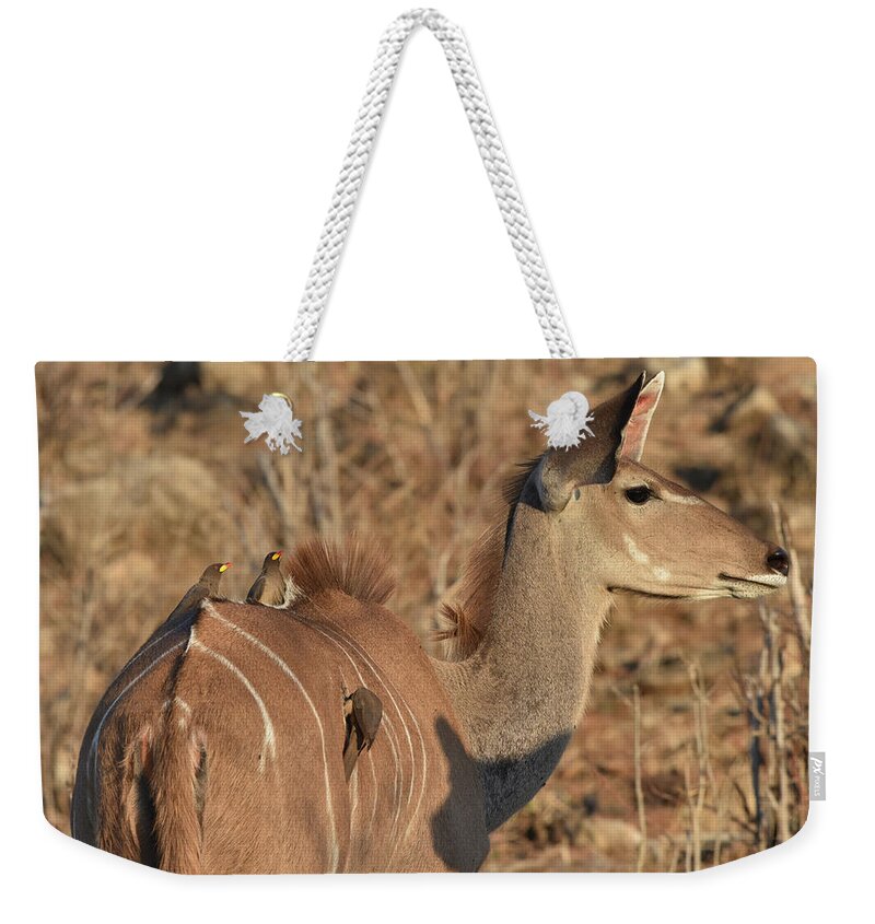 Kudu Weekender Tote Bag featuring the photograph Kudu with Oxpeckers by Ben Foster