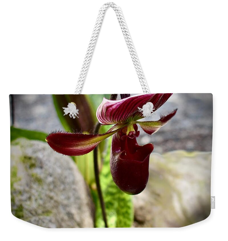 Square Weekender Tote Bag featuring the photograph Lady Slipper Orchid - black 2 of 2 by Gary F Richards