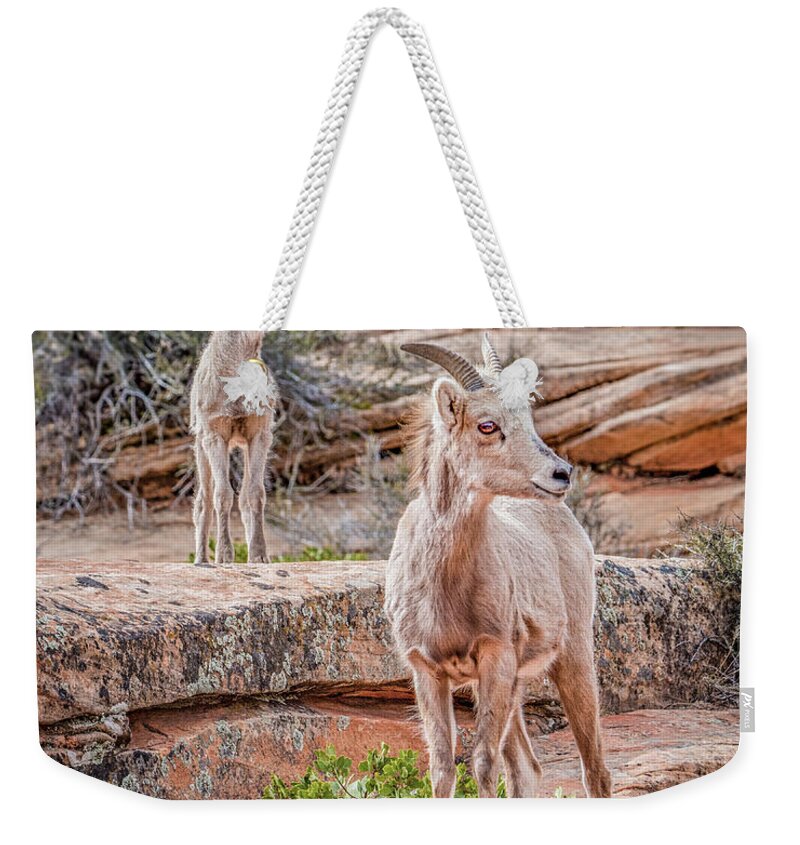 Sheep Weekender Tote Bag featuring the photograph Lamb Lookout by Melissa Lipton