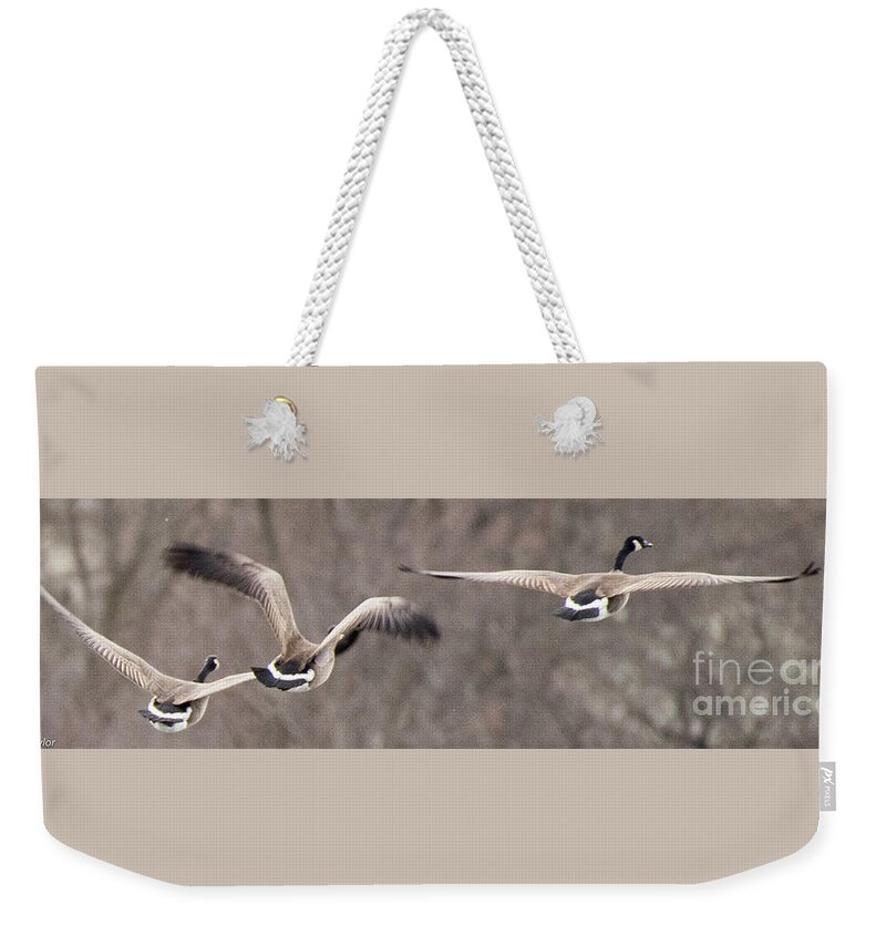 Canadian Geese Weekender Tote Bag featuring the photograph Leader by David Taylor