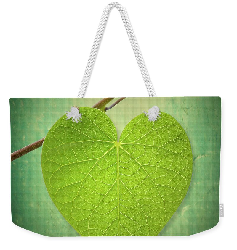 Leaf Green Heart Shaped Canvas Print / Canvas Art by Philippe Sainte-laudy  Photography 
