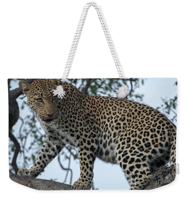Leopard Weekender Tote Bag featuring the photograph Leopard Anticipation by Mark Hunter