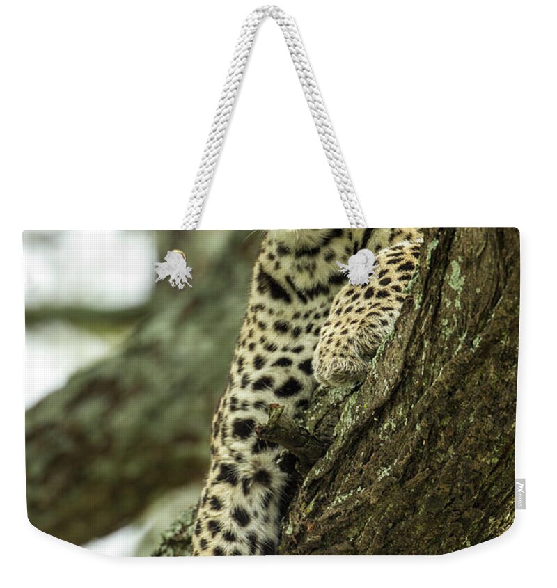 Dawn Weekender Tote Bag featuring the photograph Leopard, Ndutu Plains, Tanzania by Paul Souders