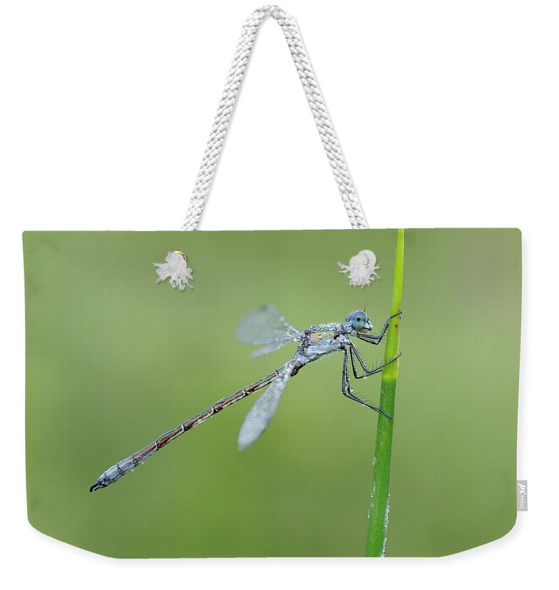 Animal Themes Weekender Tote Bag featuring the photograph Lestes Dryas Male Emerald Spreadwing by Martin Ruegner