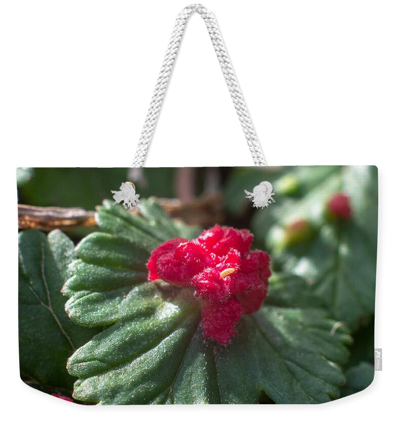 Macro Weekender Tote Bag featuring the photograph Life Cycles by Ivars Vilums