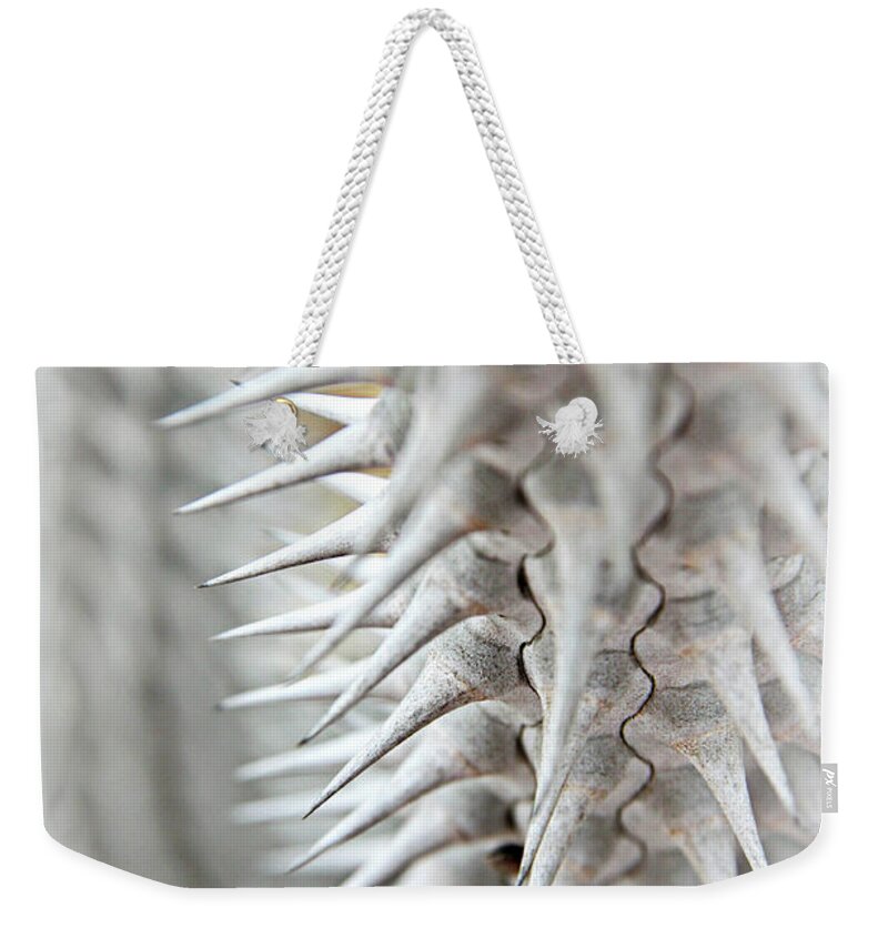 Sharp Weekender Tote Bag featuring the photograph Light Cactus Plant With Thorns by Marcie Gonzalez