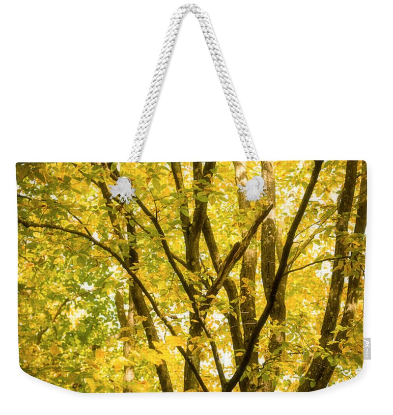 Autumn Weekender Tote Bag featuring the photograph Light in the leaves by Philippe Sainte-Laudy