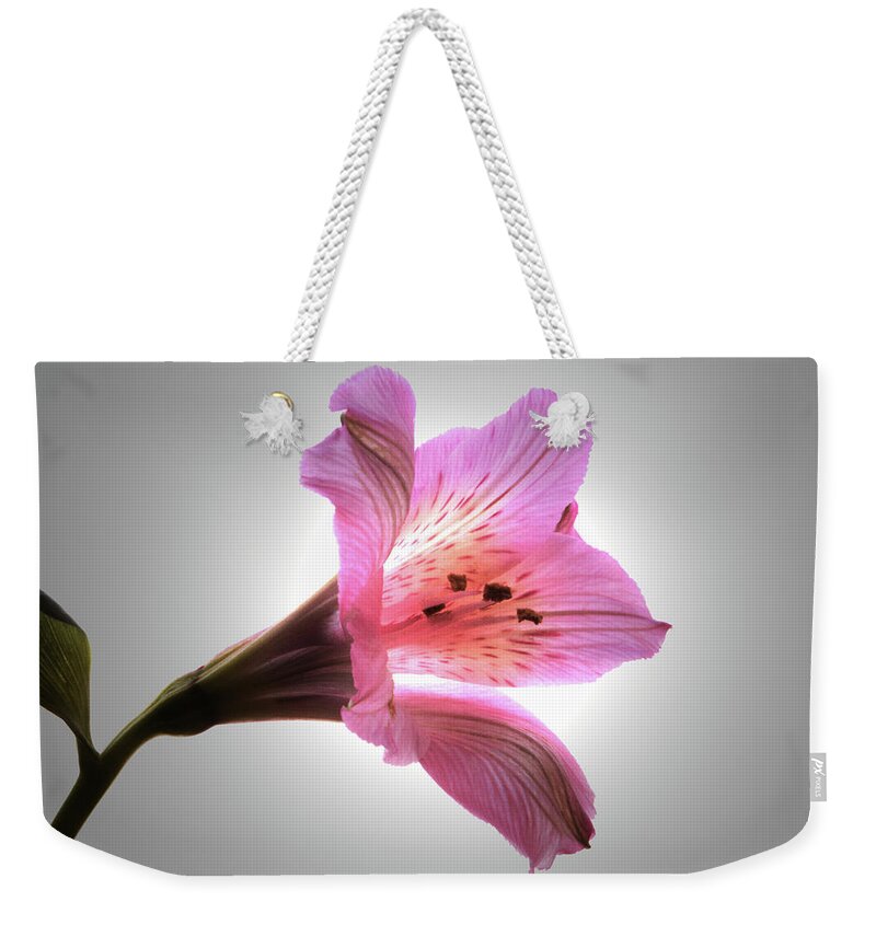 Peruvian Lily Weekender Tote Bag featuring the photograph Light Through The Lily by Terence Davis