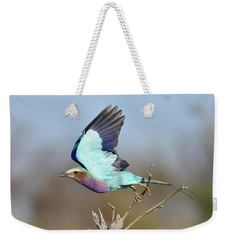 Roller Weekender Tote Bag featuring the photograph Lilac-Breasted Roller on Takeoff by Ben Foster
