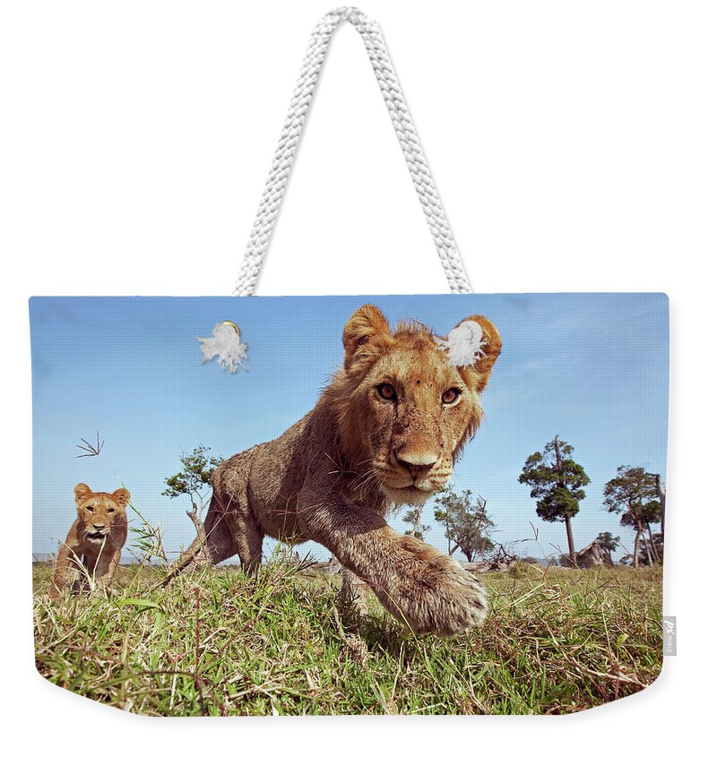 Kenya Weekender Tote Bag featuring the photograph Lion Adolescent Males Approaching With by Anup Shah