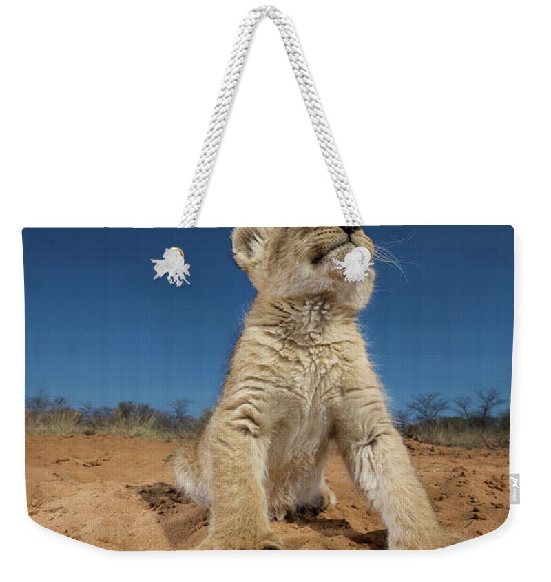Big Cat Weekender Tote Bag featuring the photograph Lion Cub Panthera Leo Sitting On Sand by Heinrich Van Den Berg