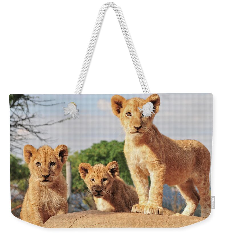 Animal Themes Weekender Tote Bag featuring the photograph Lion Cubs by Walter Stein