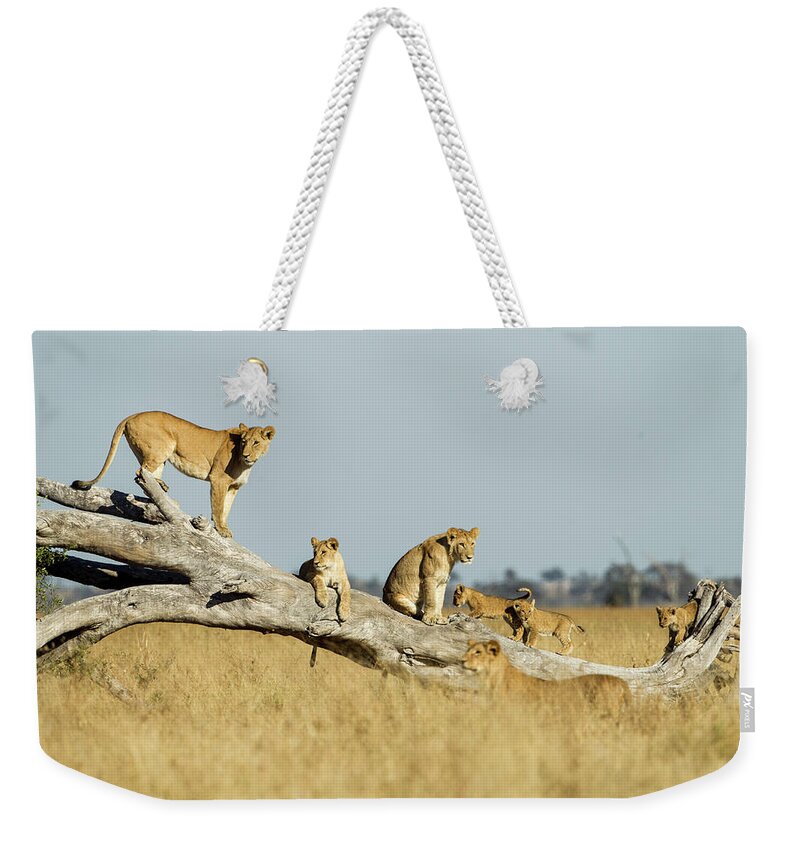 Tranquility Weekender Tote Bag featuring the photograph Lioness And Cubs Standing On Dead Tree by Paul Souders