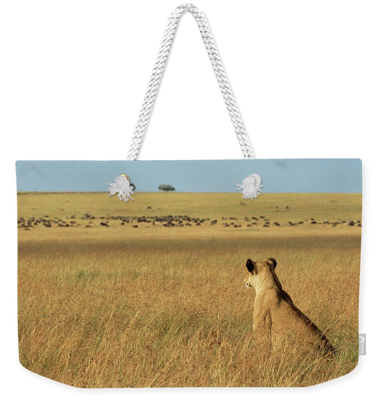 Long Weekender Tote Bag featuring the photograph Lioness Panthera Leo Sitting In Long by James Warwick