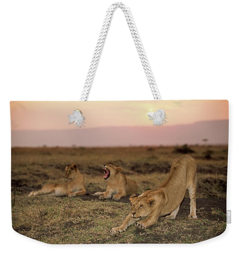 Kenya Weekender Tote Bag featuring the photograph Lioness Panthera Leo Stretching Beside by James Warwick