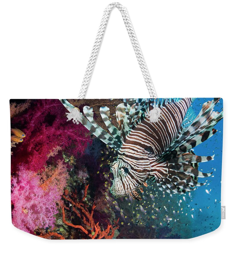Underwater Weekender Tote Bag featuring the photograph Lionfish Over Coral Reef by Georgette Douwma