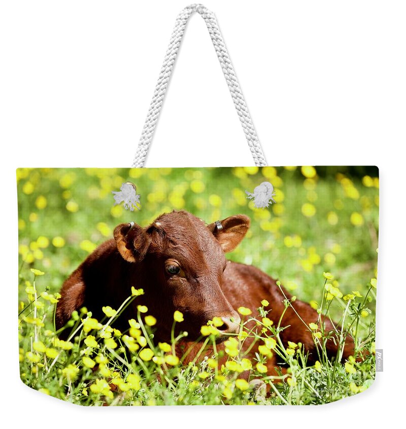 Calf Weekender Tote Bag featuring the photograph Little Calf in the Buttercups by Lara Morrison
