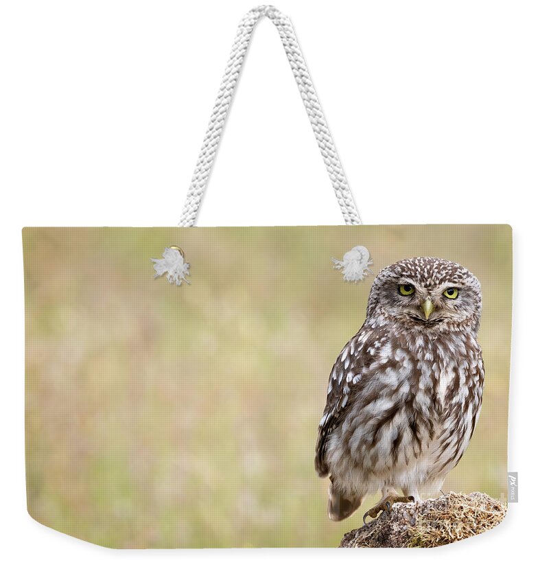 Little Owl Weekender Tote Bag featuring the photograph Little owl by Hernan Bua