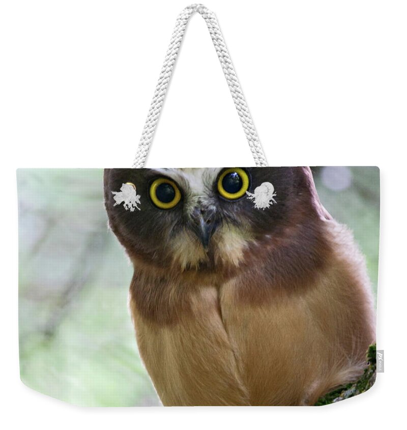 Birds Weekender Tote Bag featuring the photograph Little Owl by Wesley Aston