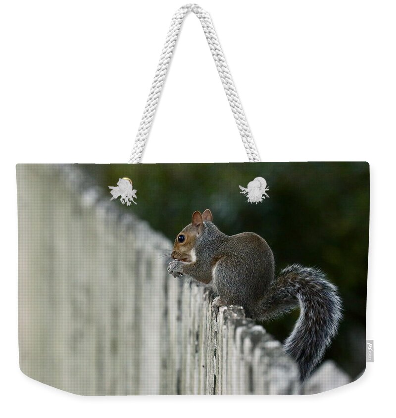 Squirrel Weekender Tote Bag featuring the photograph Little Squirrel at the End of the Day by Rachel Morrison