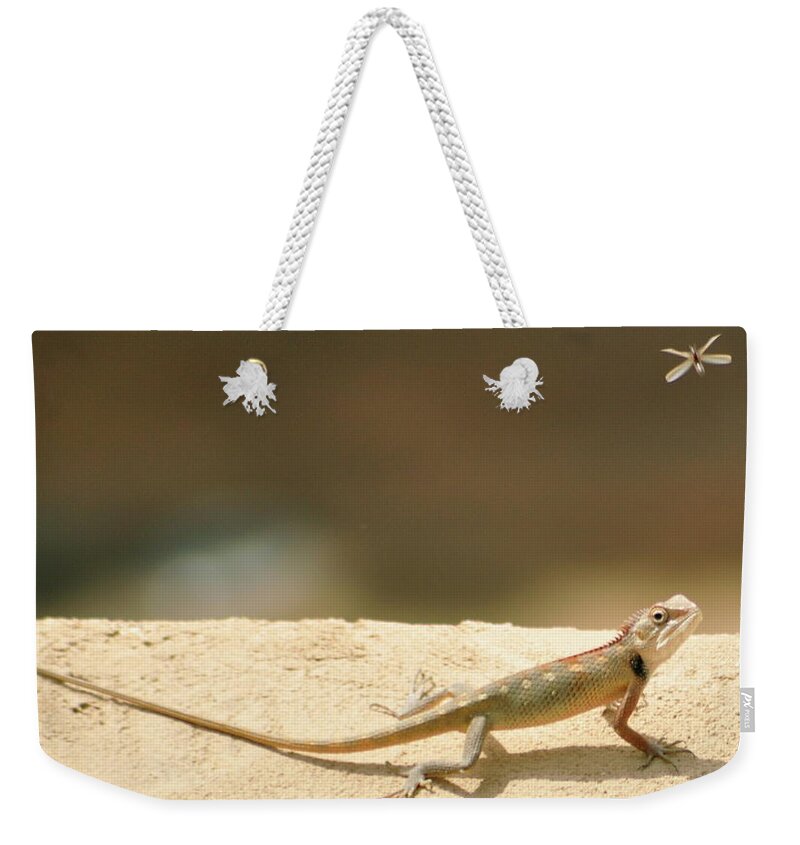 Alertness Weekender Tote Bag featuring the photograph Lizards by Shahzeb Nasir