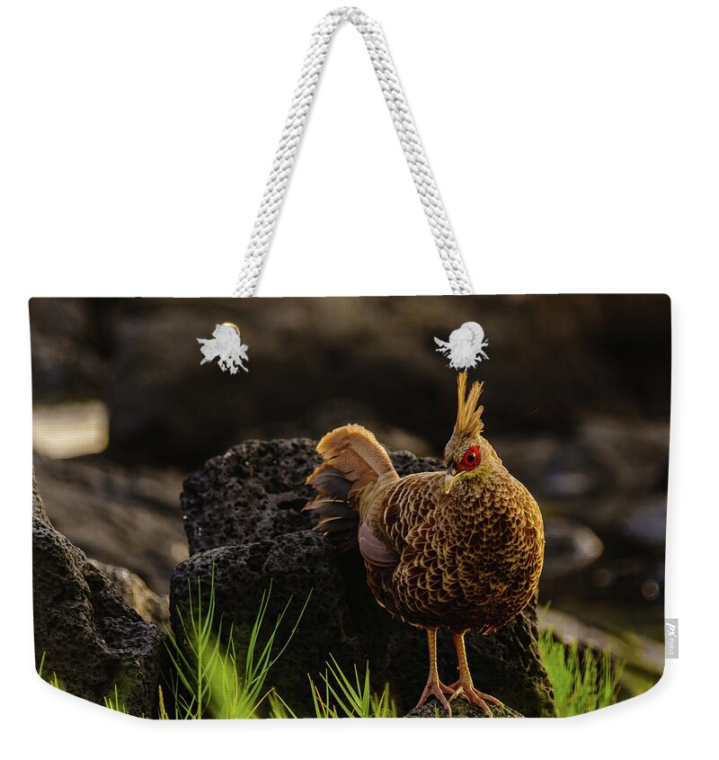 Hawaii Weekender Tote Bag featuring the photograph Local Pheasant by John Bauer