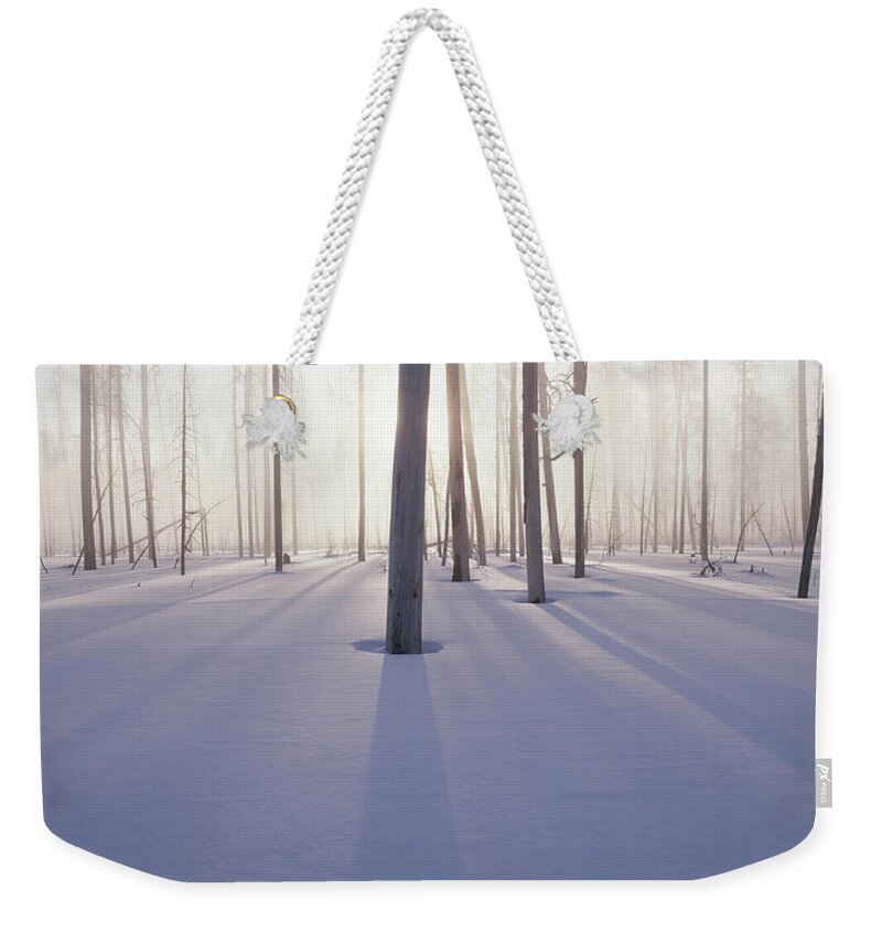 Scenics Weekender Tote Bag featuring the photograph Lodgepole Pine Pinus Contorta Var by Darrell Gulin