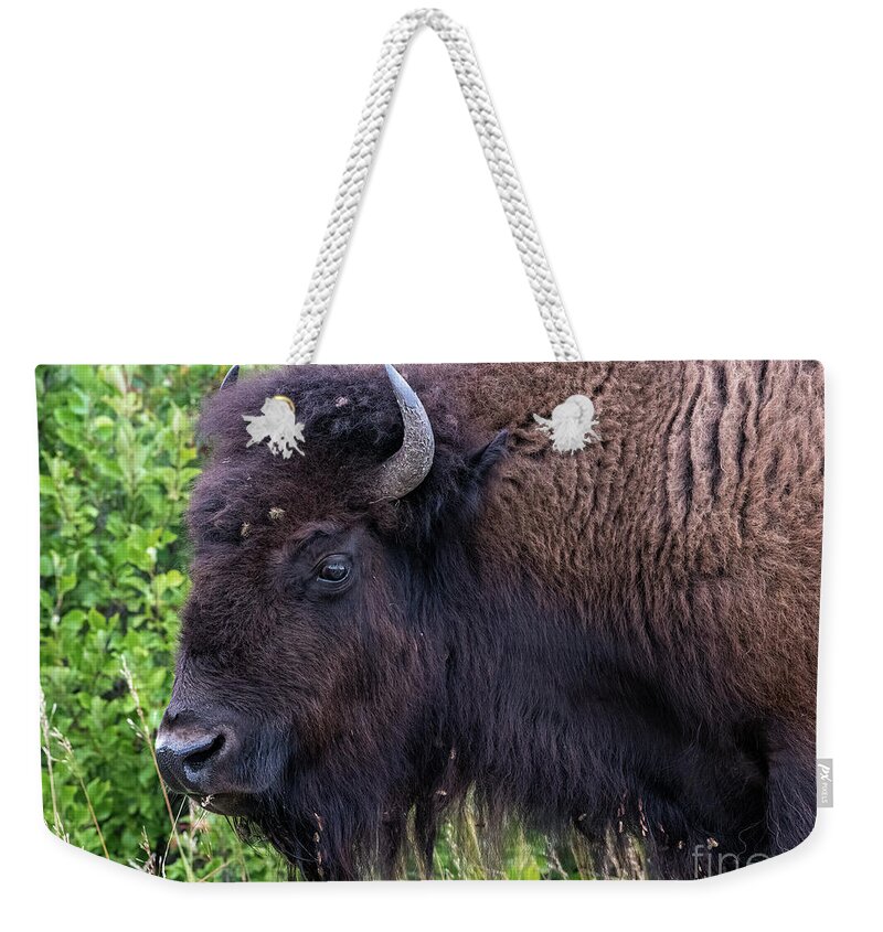 Bison Weekender Tote Bag featuring the photograph Lone bison by Jim Hatch