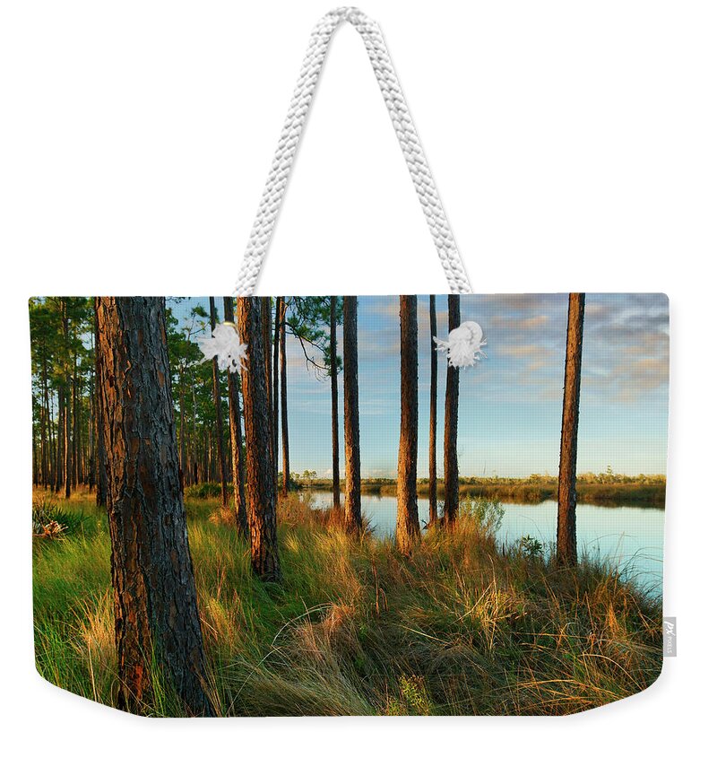 00546368 Weekender Tote Bag featuring the photograph Longleaf Pines, Sopchoppy River, Ochlockonee River State Park, Florida by Tim Fitzharris