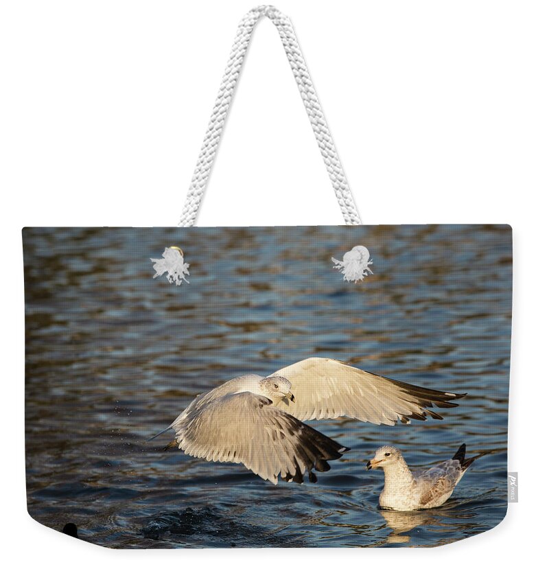 Photo Weekender Tote Bag featuring the photograph Look at me by Jason Hughes