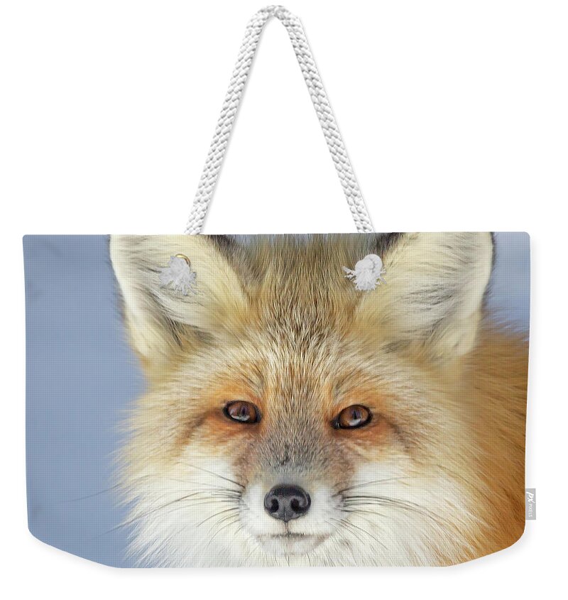 Red Fox Weekender Tote Bag featuring the photograph Looking into the Eyes of a Fox by Jack Bell