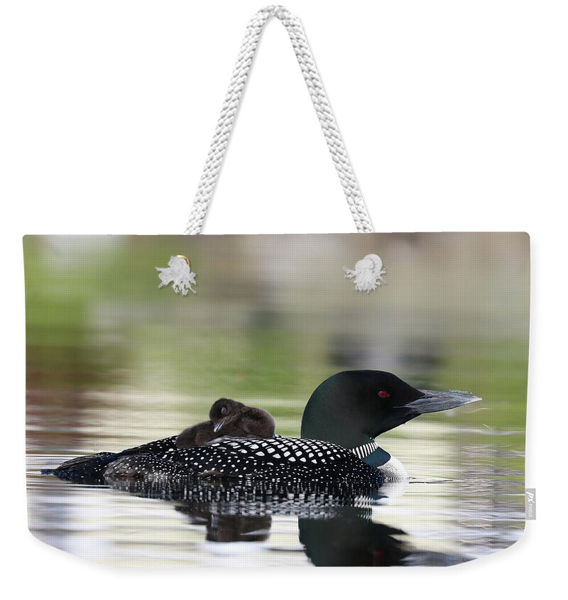 Common Loon Weekender Tote Bag featuring the photograph Loon and Damselfly Meeting by Sandra Huston