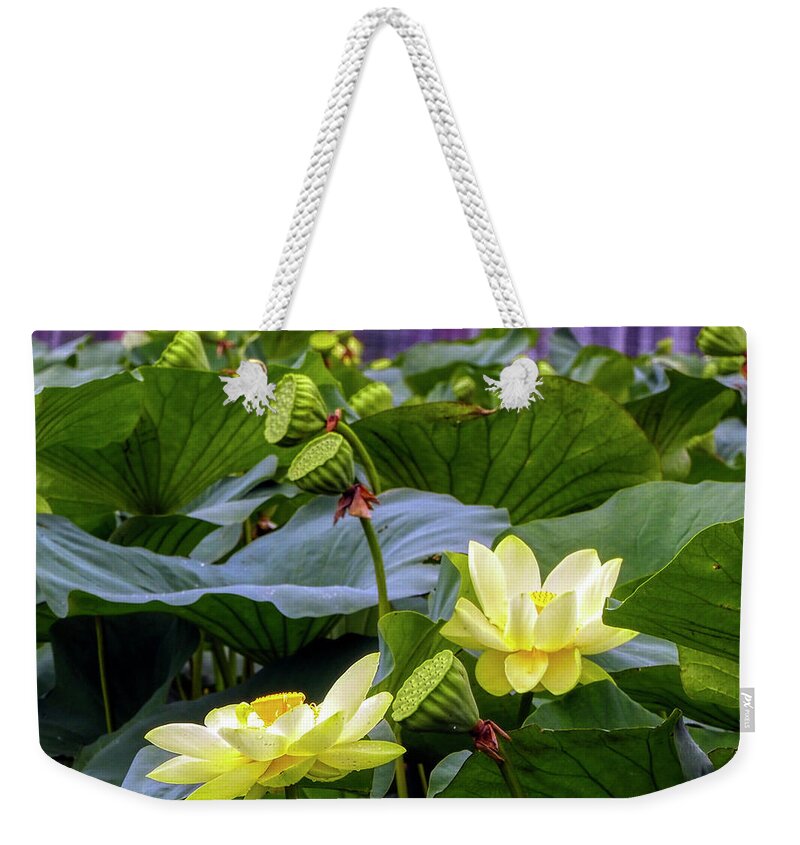 Lotus Weekender Tote Bag featuring the photograph Lotus Field by Farol Tomson