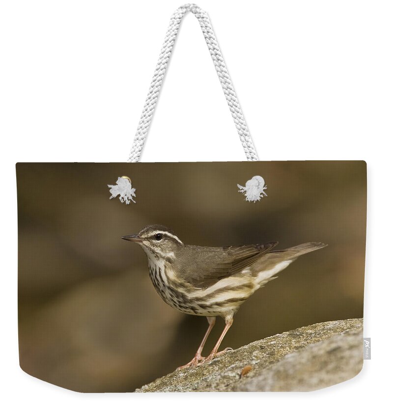 Bird Weekender Tote Bag featuring the photograph Louisiana Waterthrush by James Zipp